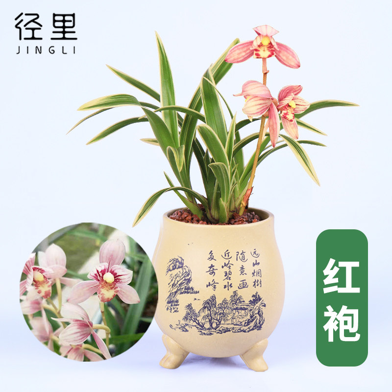 绿植建兰矮种金边盆栽好养花卉图片