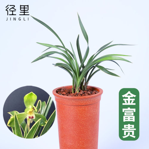 兰花矮种办公室阳台绿植盆栽
