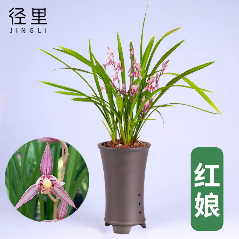 绿植易养活盆栽四季常青兰花图片
