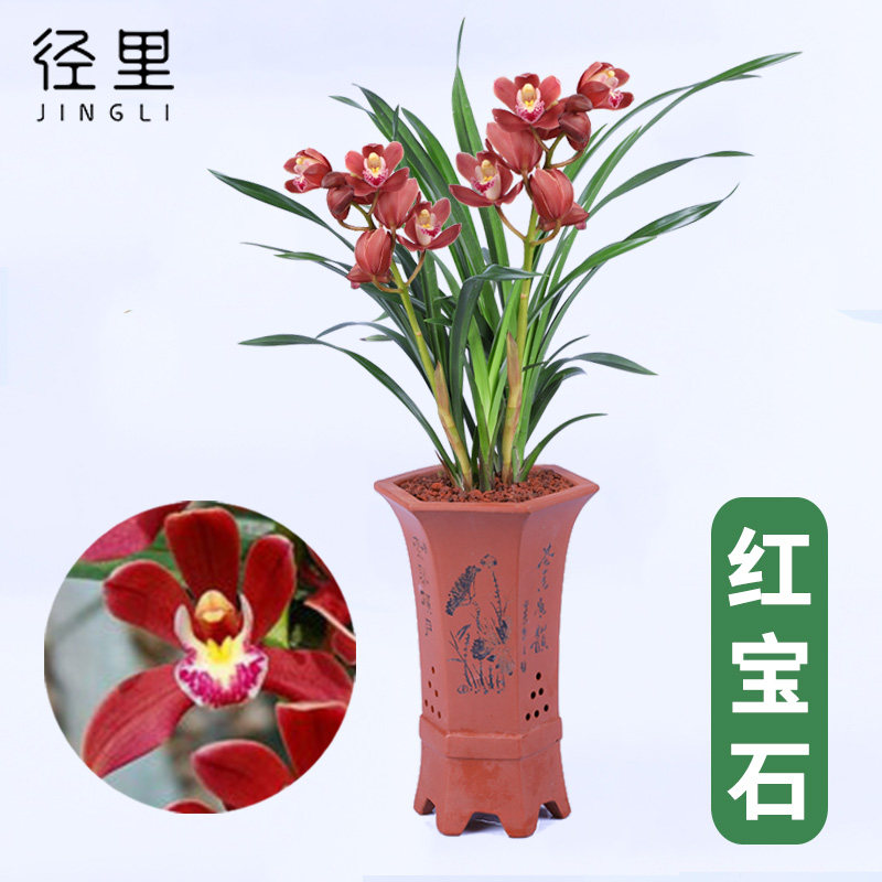 兰花苗 红宝石 四季兰 建兰室内客厅办公室盆栽绿植花卉 好养兰草
