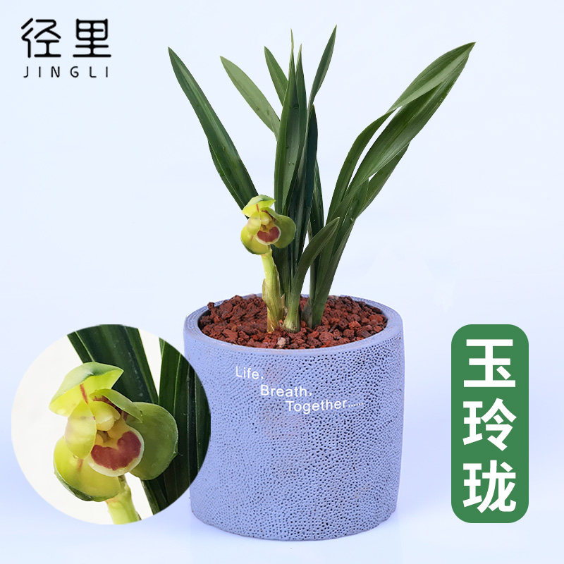 春兰玉玲珑四季盆栽好养花卉植物图片