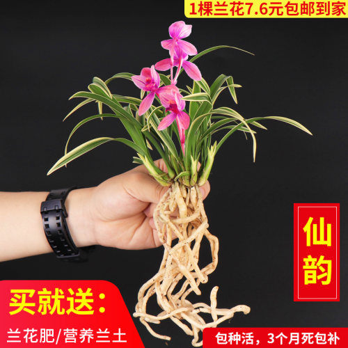 好养阳台绿植绿植矮种好养盆栽阳