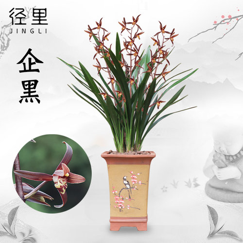 兰花苗 墨兰企黑 金华山金边浓香美观报岁兰绿植花卉室内盆栽 - 封面