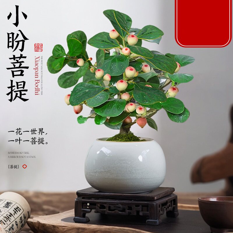 小盼菩提树盆栽带果绿植室内金叶禅意盆景办公室花卉植物桌面摆件