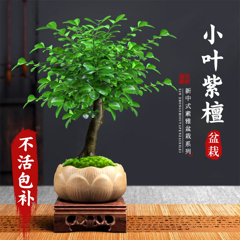 小叶紫檀盆景老桩植物室内茶几客厅办公桌面树苗四季好养绿植盆栽