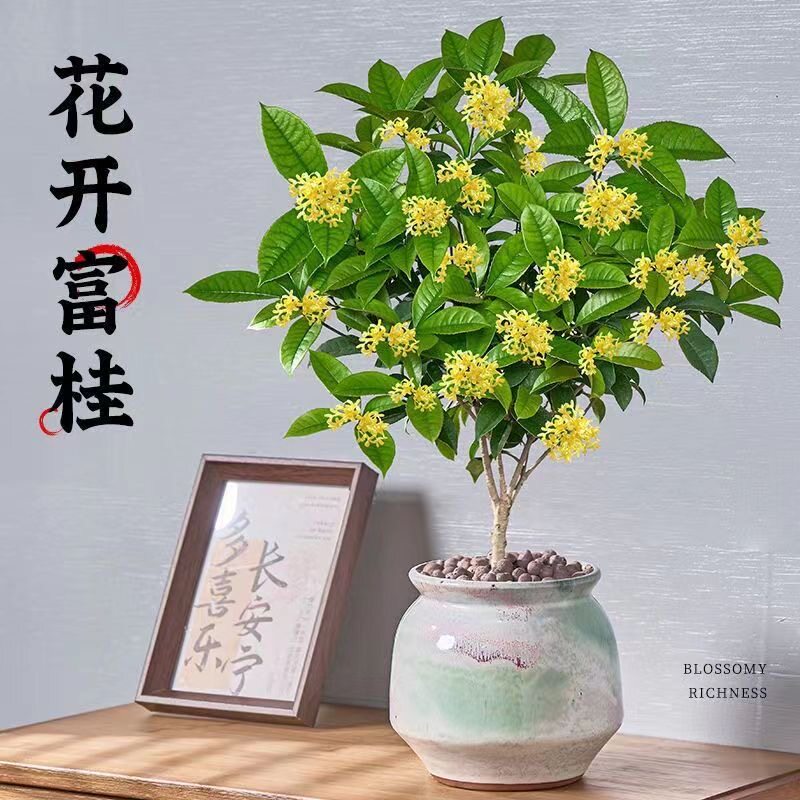 桂花树苗四季桂盆栽室内花卉阳台金丹桂庭院老桩浓香型花期长开花