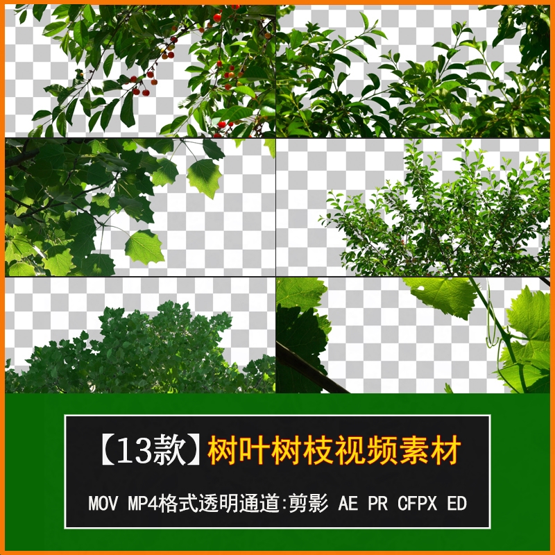 pr/ae遮罩视频素材实拍风中树叶摇摆树枝绿藤动态绿叶mov透明通a