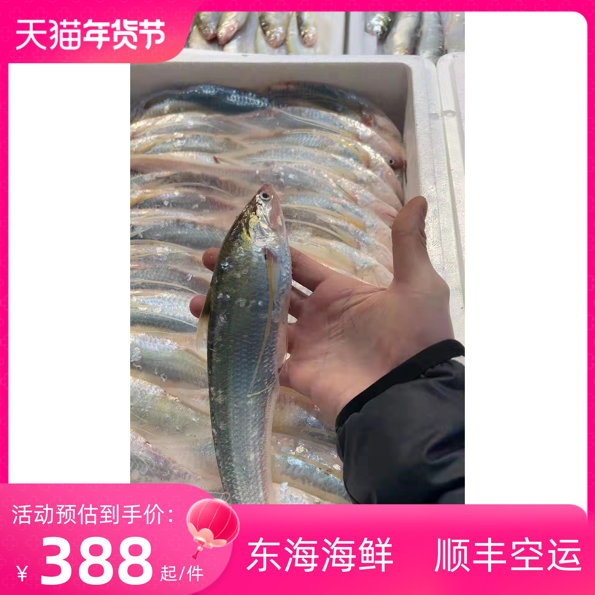 缔海海刀鱼500克上4条