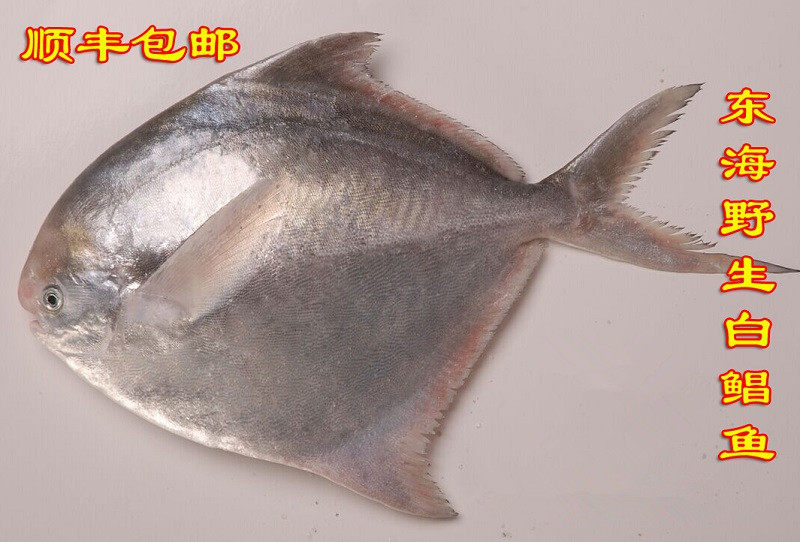 缔海舟山新鲜长尾鲳鱼1条3斤