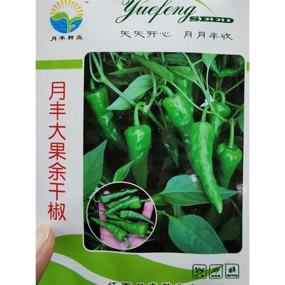江西辣椒种子早熟大果余干椒耐热耐湿杂秋冬季薄皮小辣椒