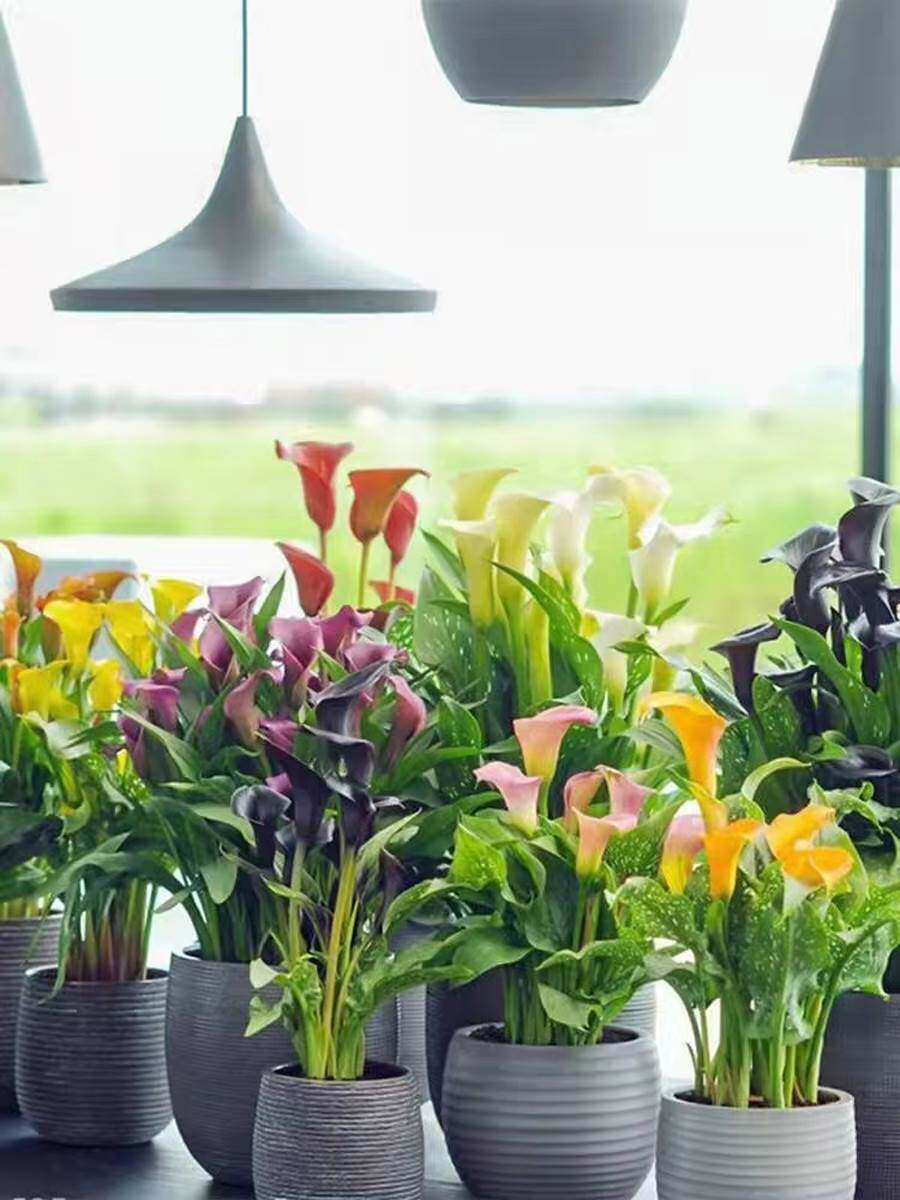 四季种易活开花不断荷兰进口彩色马蹄莲种球阳台室内盆栽花卉大球