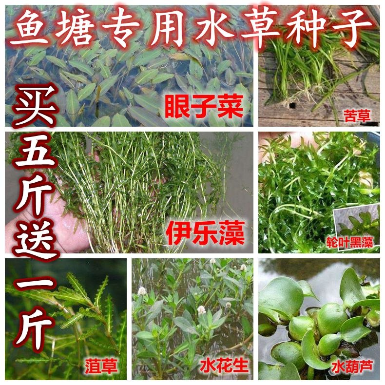 草鱼吃的水草鱼塘草种子苦草水花生轮叶黑藻小龙虾鱼蟹养殖水草籽