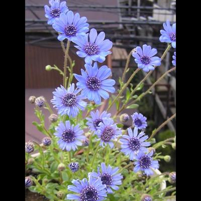 宿根费利菊种子蓝玛格丽特异叶蓝雏菊花种籽子春秋播四季阳台庭院