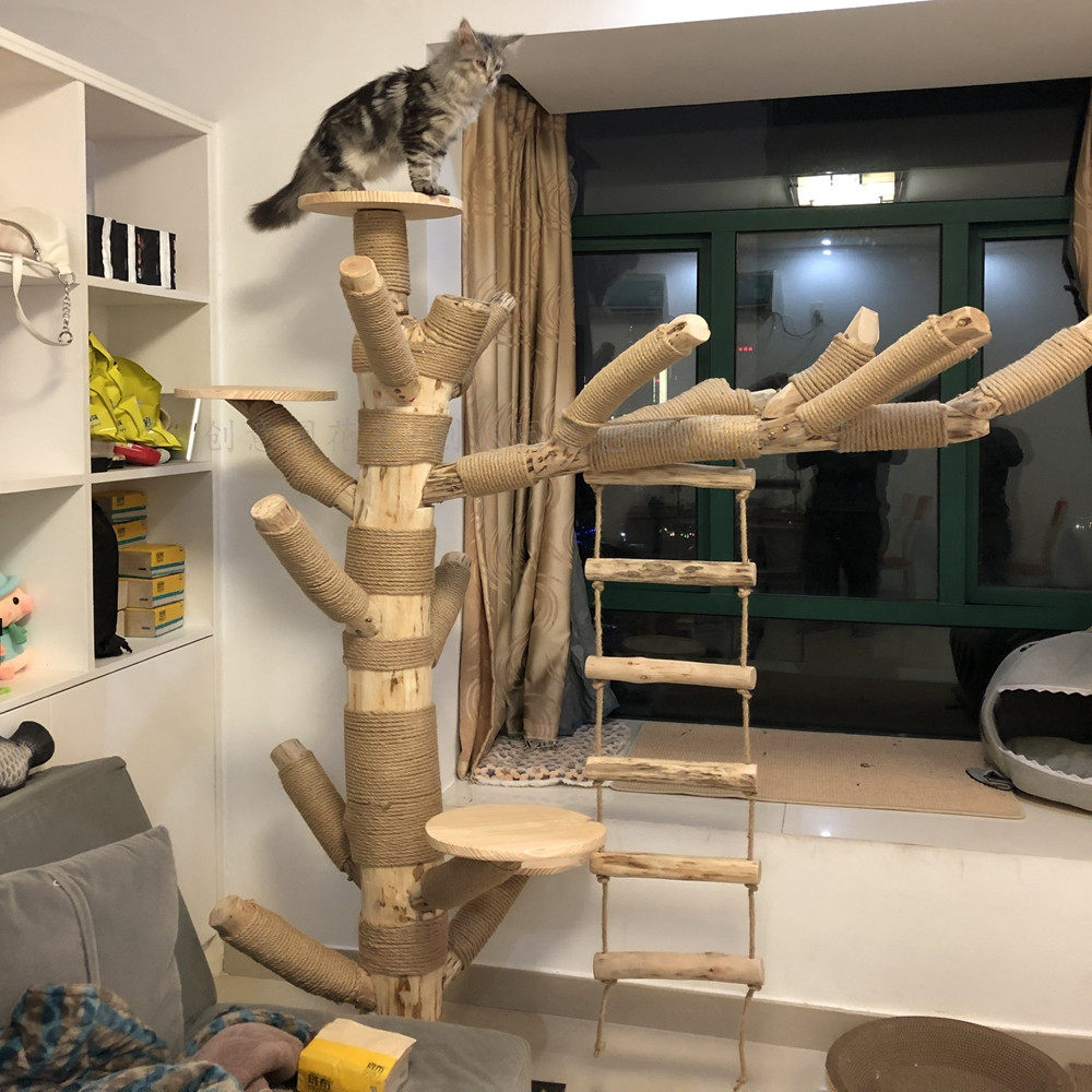 猫树用什么树,_大山谷图库