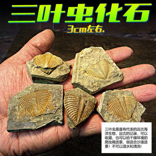 古生物三叶虫 真化石 装饰爬虫箱沙漠造景 禁忌潮湿 鬃狮爬虫摆件