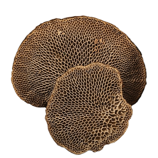 深山蜂窝灵芝毛蜂窝菌灵芝云南整枝灵芝非野生龙眼树菌500g