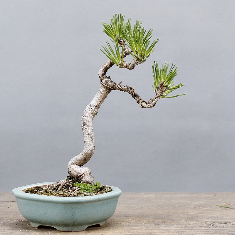 黑松树苗黑松苗黑松小苗庭院绿植盆栽盆景造型素材苗