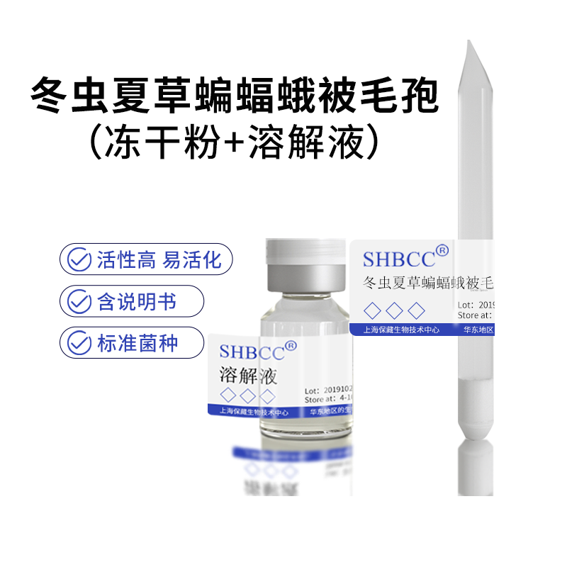 冬虫夏草蝙蝠蛾被毛孢中华被毛孢shbcc d13429低温18度扩大培养