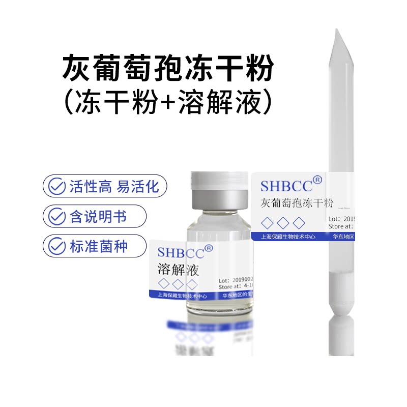 灰葡萄孢冻干粉斜面菌种甘油菌株马铃薯葡萄糖琼脂活化低温培养