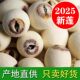 新货大粒带芯白莲子干货500g特产湘潭湘莲子带心磨皮莲子有芯无硫