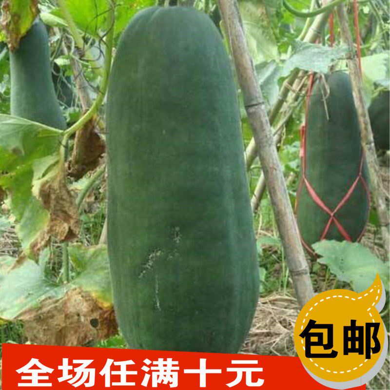 嫩绿小冬瓜种子蔬菜种子青皮大冬瓜种子田园庭院种植菜种种孑大全
