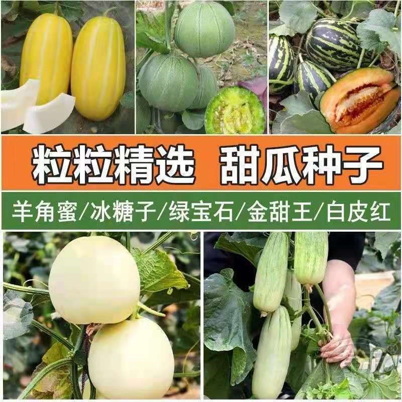 超甜羊角蜜甜瓜种子高产脆蜜王绿宝石香瓜种子大全水果种子四季播