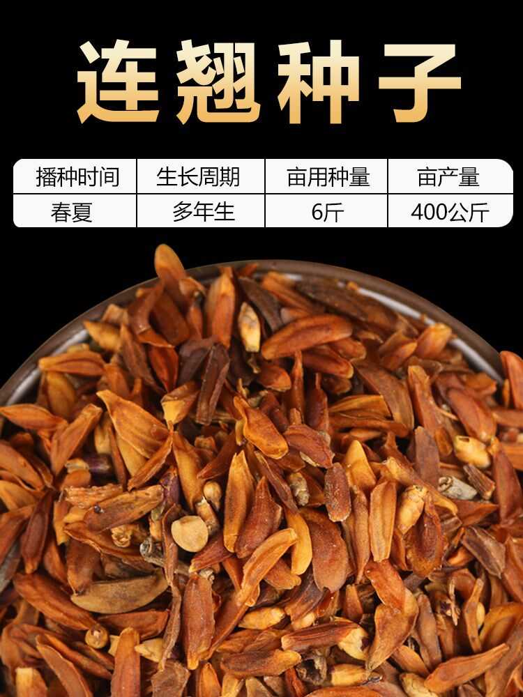 连翘种子 连翘花种子 连壳种子 青翘种子 庭院阳台绿化 林木种子