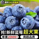 水果蓝梅鲜果高山怡颗甜蓝莓孕妇即食大果 云南蓝莓新鲜当季