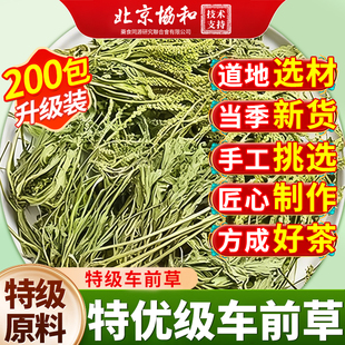 车前草中药材泡水喝 功效与作用风野尿生酸新鲜痛袋泡养生茶包降