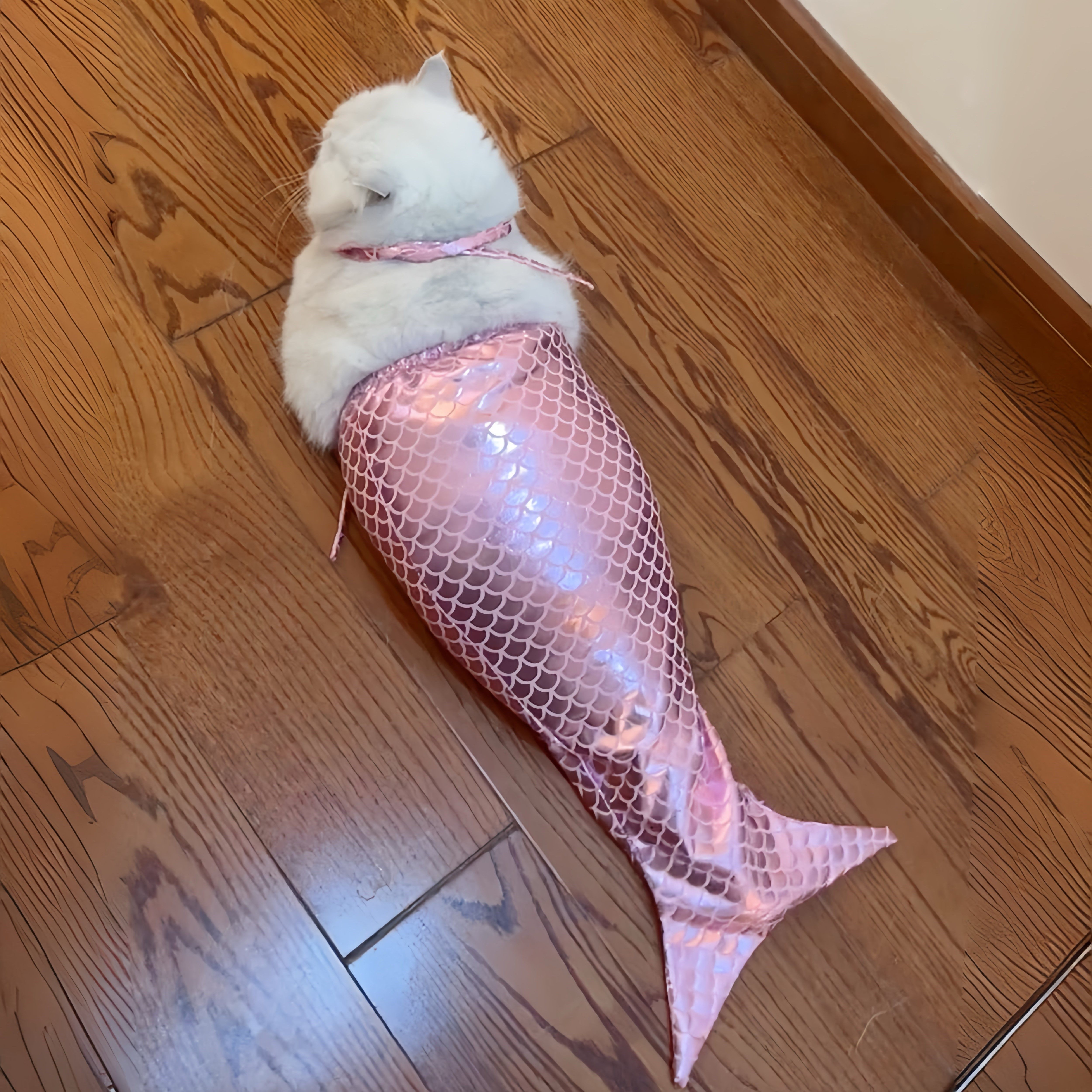 立减5元猫咪衣服宠物拍照道具