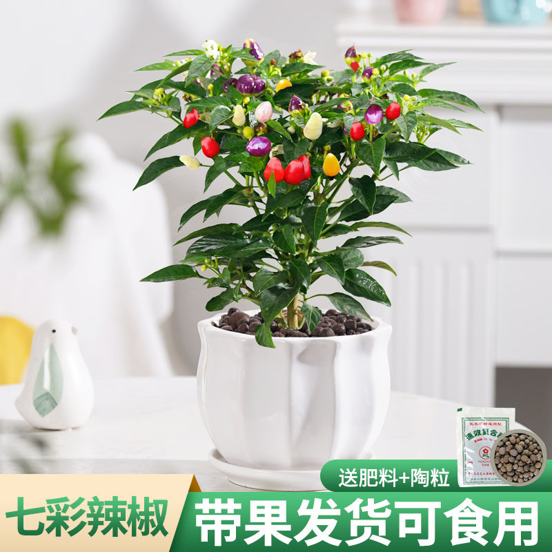 七彩椒辣椒盆栽树苗带果可食用新鲜多色五彩椒朝天椒阳台花卉绿植