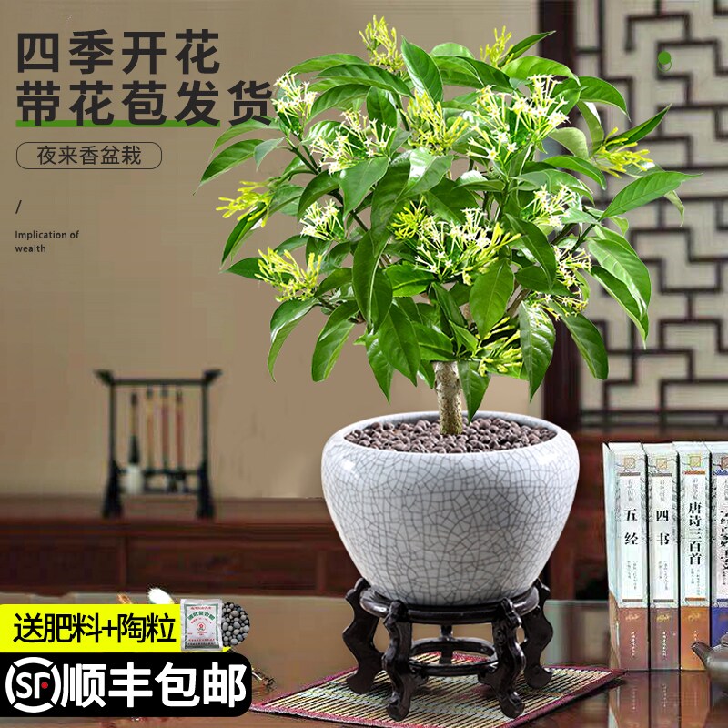 夜来香盆栽 价格 怎么样 图片