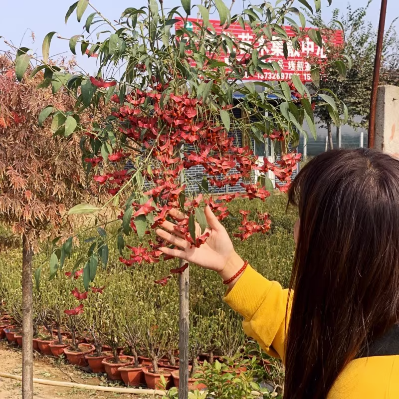 金丝吊蝴蝶树苗耐寒盆景老桩吊蝴蝶植物庭院阳台风景树南北方花卉
