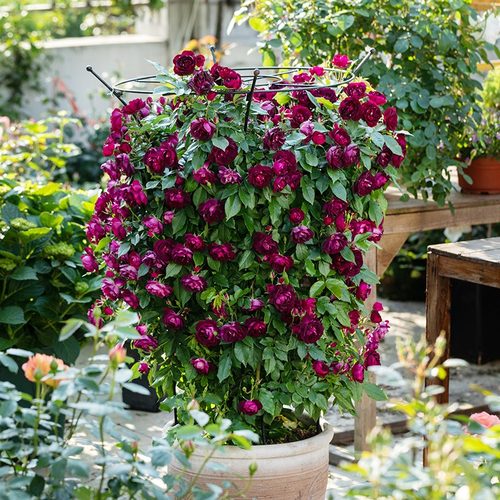 藤本庭院雀之舞蔷薇垂钓月季花苗