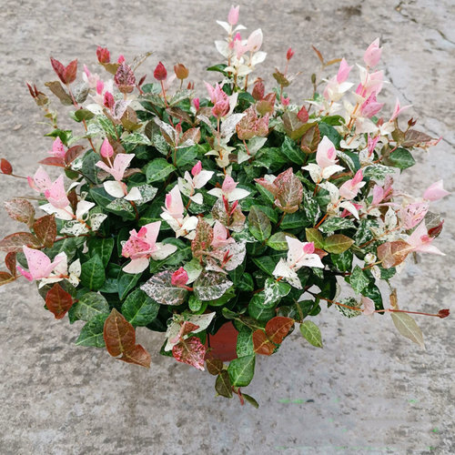 盆栽庭院花叶络石绿植四季耐寒热