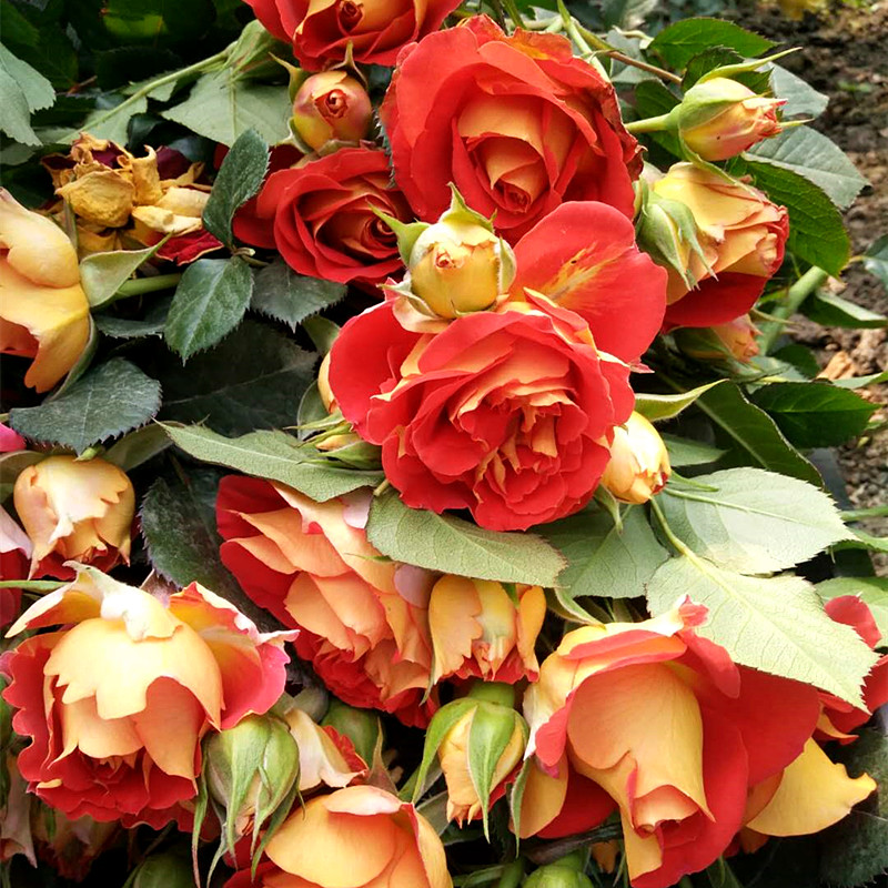 双鱼座月季花苗阳台微型切花玫瑰系列星座多花植物内外瓣双色月季