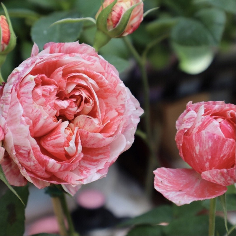 斑马耐心月季花苗温柔甜美的玫瑰花香味四季开花庭院阳台灌木花卉