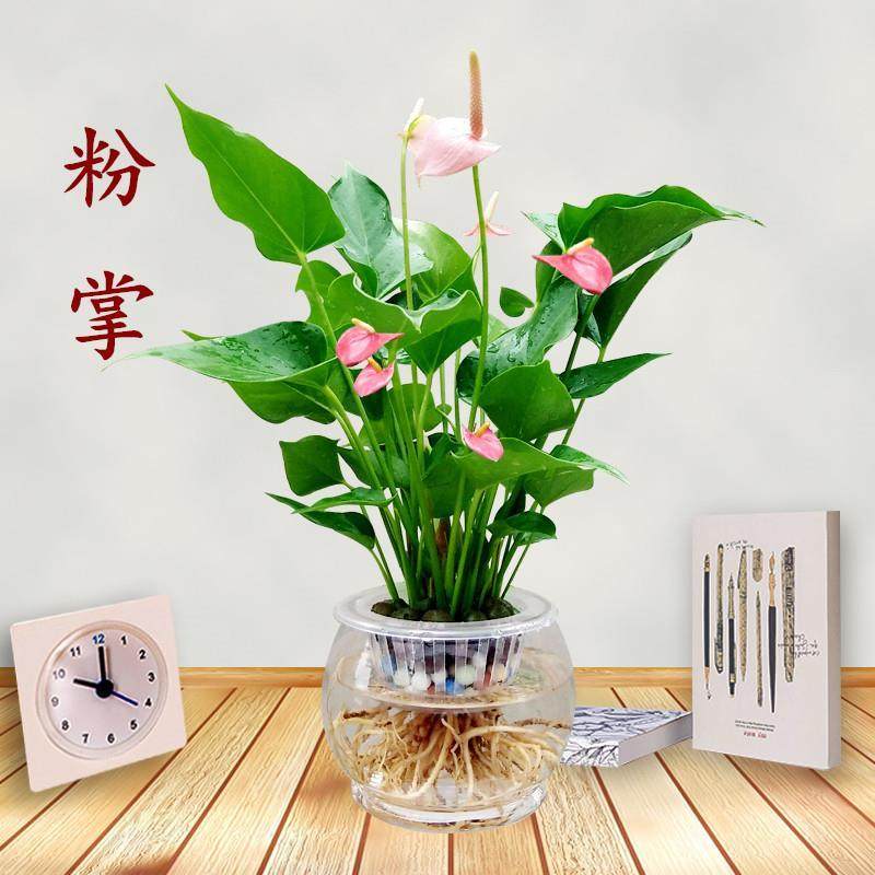 红掌粉掌白掌盆栽植物室内好养花卉水培土培绿植一帆风顺四季开花