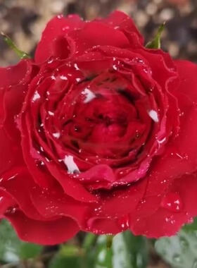 吸血鬼之吻月季花红色波浪边耐热包子型花卉切花玫瑰灌木多季开花