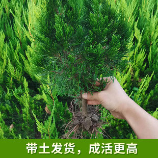 龙柏苗柏树苗侧柏苗龙柏小苗庭院别墅公园景观绿化工程苗四季常青