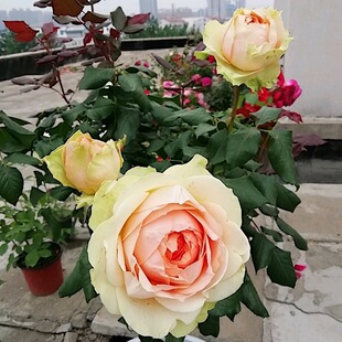 吸引力 四季开花 切花玫瑰  浓香月季花苗四季开大花阳台庭院花卉