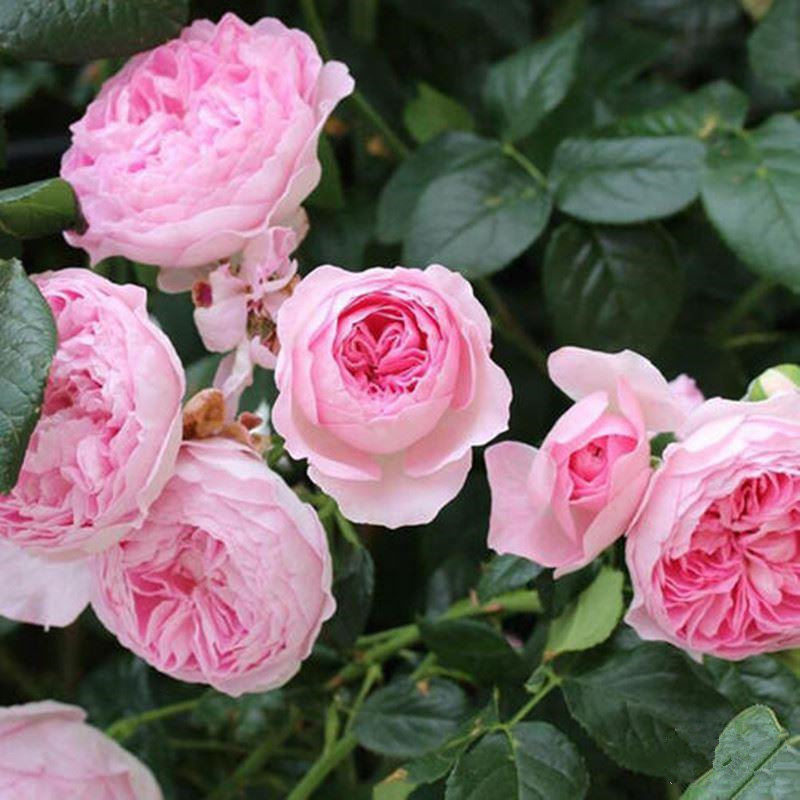 我的心藤本月季花苗爬藤蔷薇庭院阳台花卉花园植物四季开花浓香