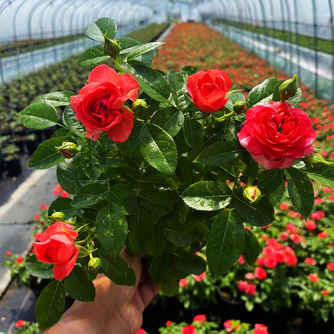 红果汁阳台月季花苗玫瑰香奈儿月季丰花型阳台庭院微型灌木花卉