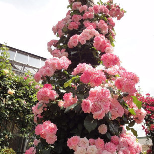 樱霞爬藤月季花苗藤本蔷薇植物阳台庭院爬墙耐热花卉四季开花浓香
