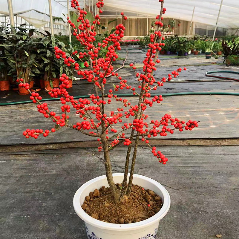 进口北美冬青耐寒喜庆花卉盆栽