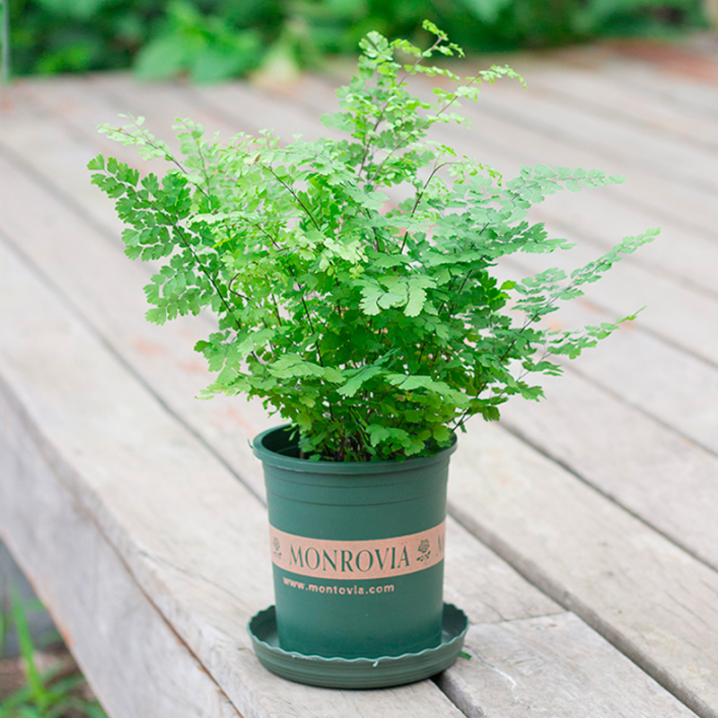 铁线蕨盆栽喜阴类小叶蕨驱蚊植物办公室新房吸甲醛净化空气绿植