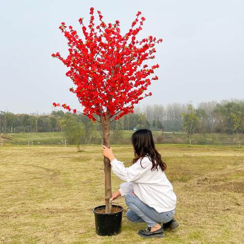 高杆庭院梅花树冬季耐寒树苗花卉