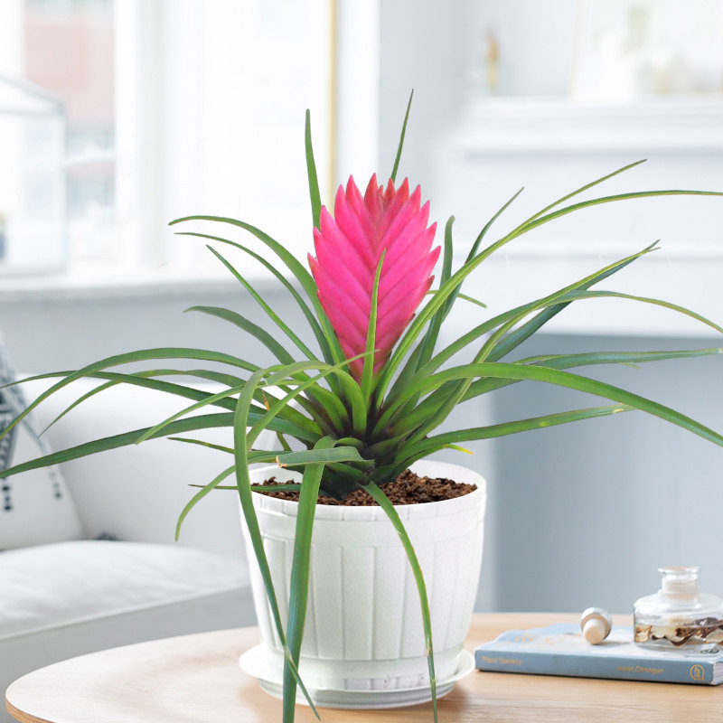 铁兰盆栽紫色空气凤梨植物铁扇公主花卉室内铁兰花绿植带花发货