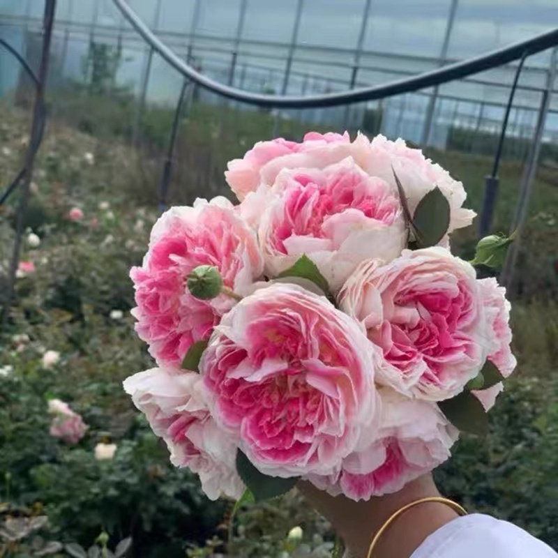 假日岛根西/芍药 灌木月季花 大花浓香欧月 四季开花切花玫瑰花苗