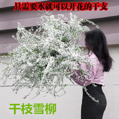 雪柳鲜花连翘水培干枝花卉花束